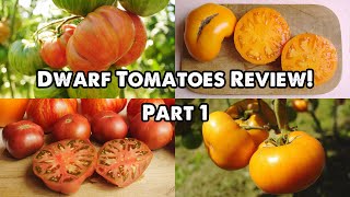 DWARF TOMATOES REVIEW! PART 1