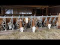 Ферма в Германии.Коровы и телята.
