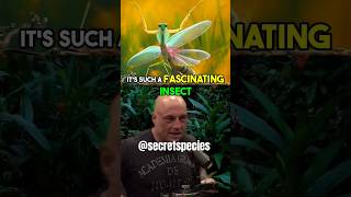 We're LUCKY Praying Mantis are small😳 - Joe Rogan #jre #animals #shorts