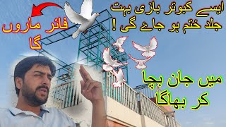 kabootar bazi bht jld khtm hony wali ha #skypigeons