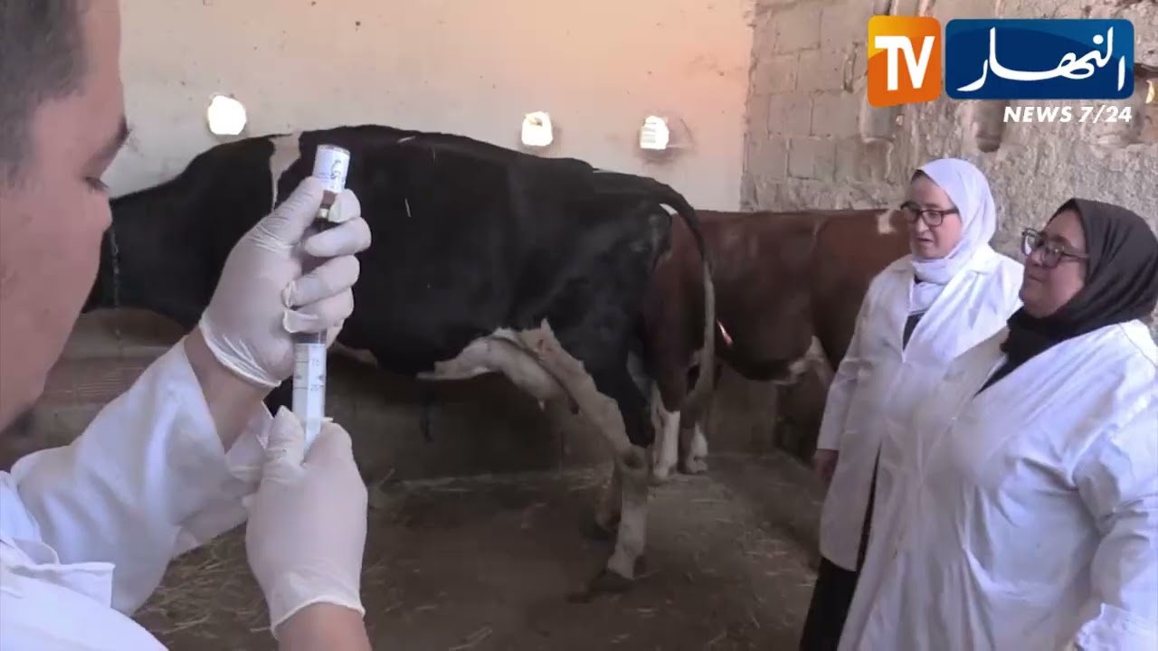 فلاحة: إنطلاق عملية تلقيح الأبقار ضد 