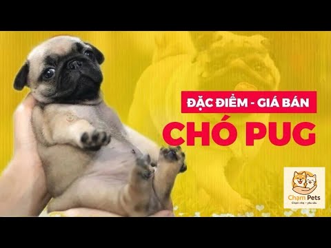 Video Chó Pug mặt xệ con thuần chủng giá bao nhiêu tiền? Chó... - youtube