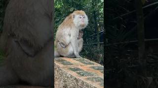 Mama and Baby Macaques: Rainy Day Hideaway.