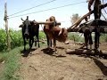 طور فى ساقيه مصرى بس اصلى
