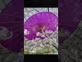 Cherry-Pick Your Sights: A Quick Tour of the Blossoming Beauty #shortvideo #shorts #cherryblossom