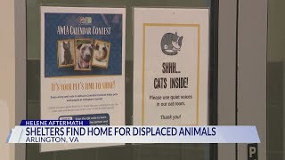 Northern Virginia shelters looking for adopters after taking in animals devastated by Hurricane Hele