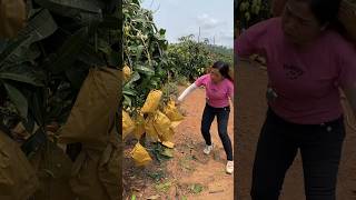Beautiful natural mangos fruit farm and cutting skills so fresh with rural farming life #2024