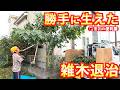 【剪定・伐採・芝剥がし・除草剤散布・自転車不用品回収】２人作業ダイジェスト✄実は良い木🌲アカメガシワΣ(ﾟдﾟlll)｜千葉県市川市の便利屋！各作業料一覧、お問い合わせ先は概要欄をご覧下さい！