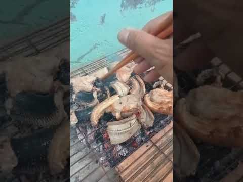 Video rắn hổ hành nướng chung với thịt ba rọi quá ngon - youtube