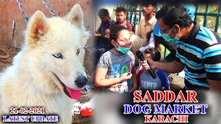 Saddar Dogs Market 2122021 Rottweiler Siberian Husky German Shepherd Pit Bull Terrier Dogs Updates