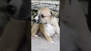 Whippet dog cute puppy in pictures #cute #whippet #dog