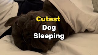 Doggie sleeping ASMR  #dogs #snoringdog #asmr #dogsofyoutube