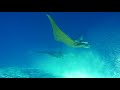 Manta flight over the ocean