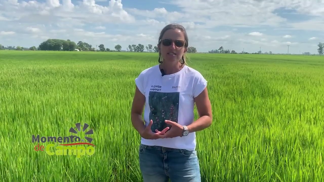 Ing. Agr. Lorena Robín – Panorama del cultivo de arroz en la zona de San Salvador
