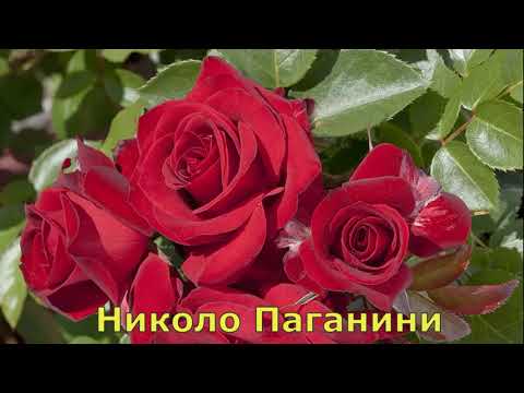 Розы флорибунда Сербия