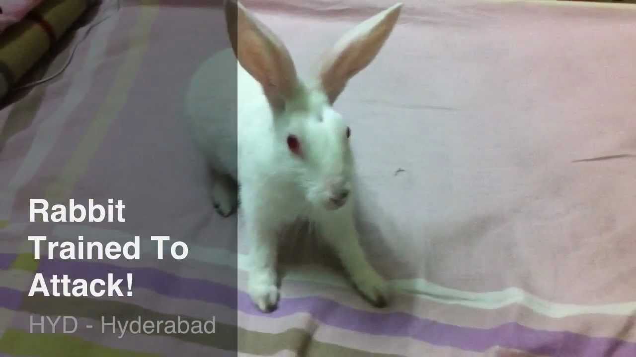 how to train a bunny to attack YouTube
