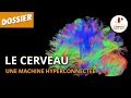 LE CERVEAU : UNE MACHINE HYPERCONNECTÉE - Dossier #24 - L'Esprit Sorcier