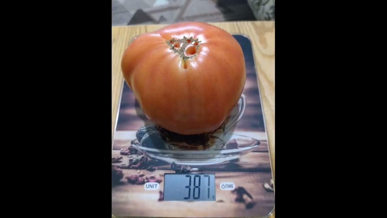 Высокоурожайный, вкусный и сладкий сорт томата Бабушка Роуз от Татьяны ...