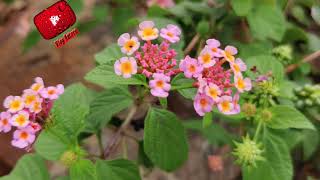 Vlog Nature 8 Flower