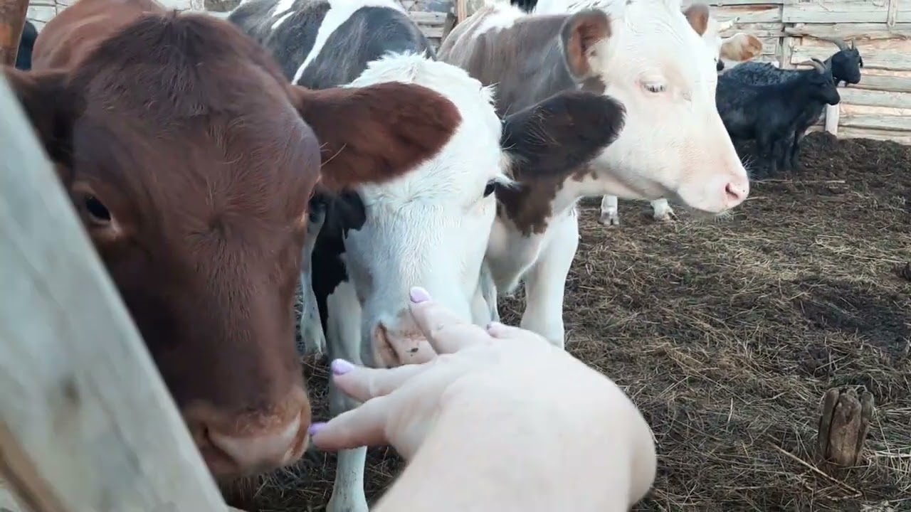 не нравятся цены,а я при чём? Я же не обижаюсь - YouTube