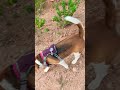 Junior ki ground ante chala istam 😍#journeywithjunior8 #junior #Viral #trending #youtube #beagle