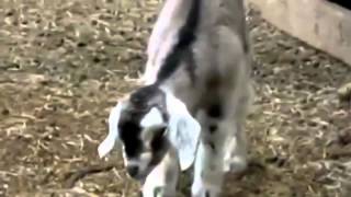 Самое убойное видео про животных!!!!смотреть всем)))) Самое убойное видео про животных!!!!смотреть всем))))