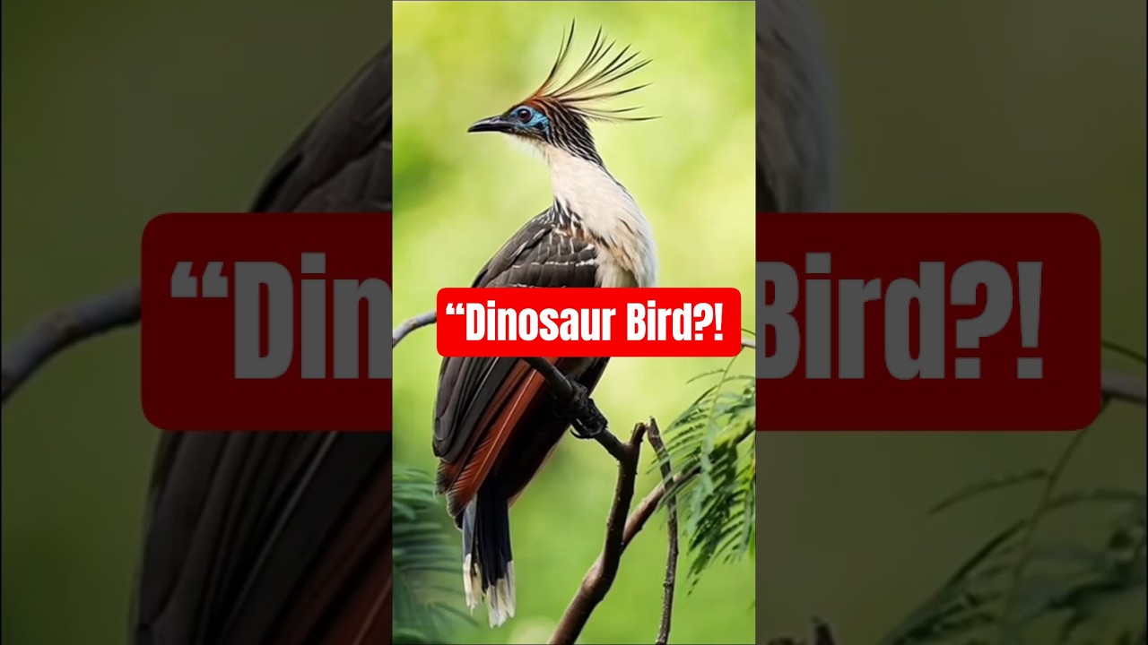 Hoatzin Bird: The Dinosaur-Like “Stinkbird” You Never Knew Existed 
