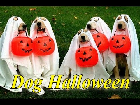 Vídeo: Dez Melhores Fantasias Pré-fabricadas De Halloween Para Cães