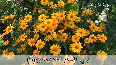 وفي انفسكم افلا تبصرون | القارئ الشيخ احمد العجمي