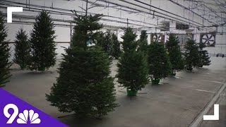 Arvada garden center giving away Christmas trees