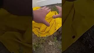 Deputy Wrangles 4-foot Alligator With Pipe, Rain Jacket in Avon Park