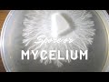 How to grow mushroom  spore or mycelium  agar spores liquid culture slurry rhizomorphic wbs grain