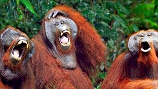 monkey laughing