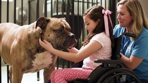 Paralyzed Girl Meets the Most Aggressive Dog in Shelter What Happened Next Left Everyone in Tears