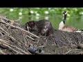 North American Beaver hauls up sticks, mud, grasses and makes use of junk by putting it on its lodge