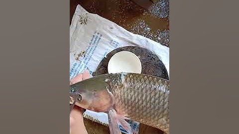 Cắt tiết canh cá...