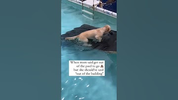 Watch what he does 😳 Funny dog poops in the pool b/c he’s confused by dog mom 🤣 #confused #dog
