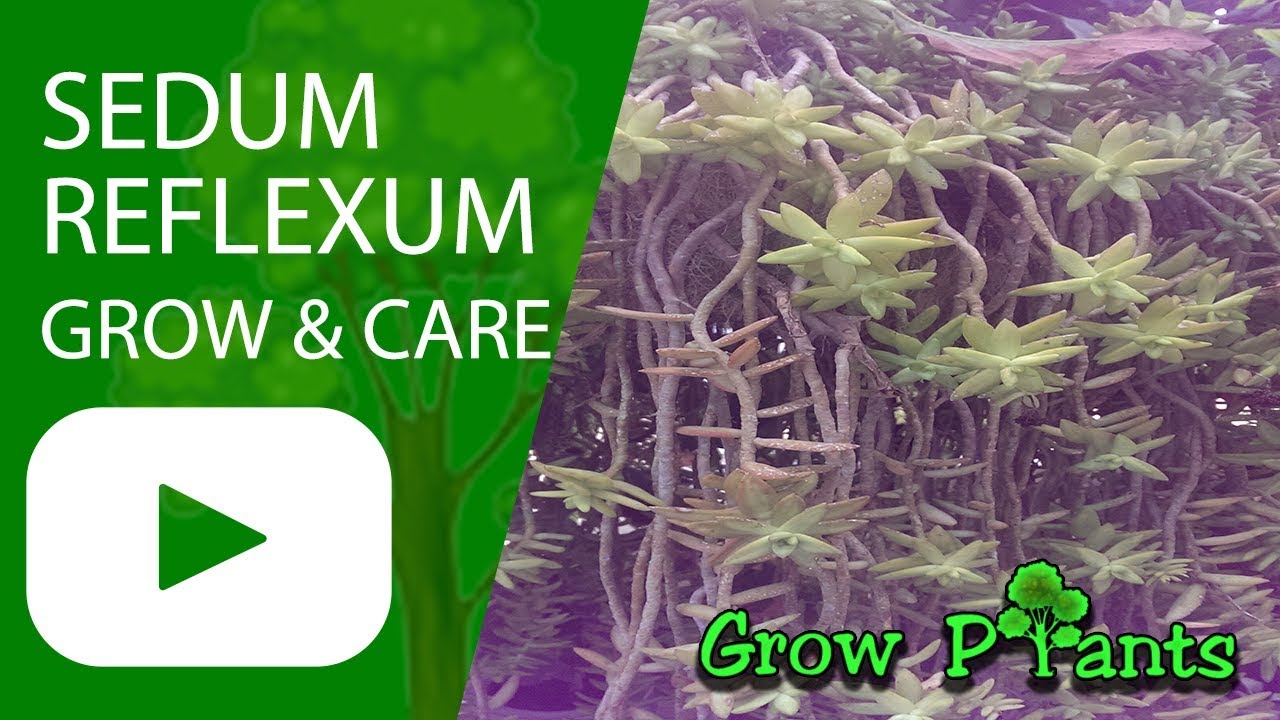 Sedum reflexum - grow & care ( Ground cover plant)