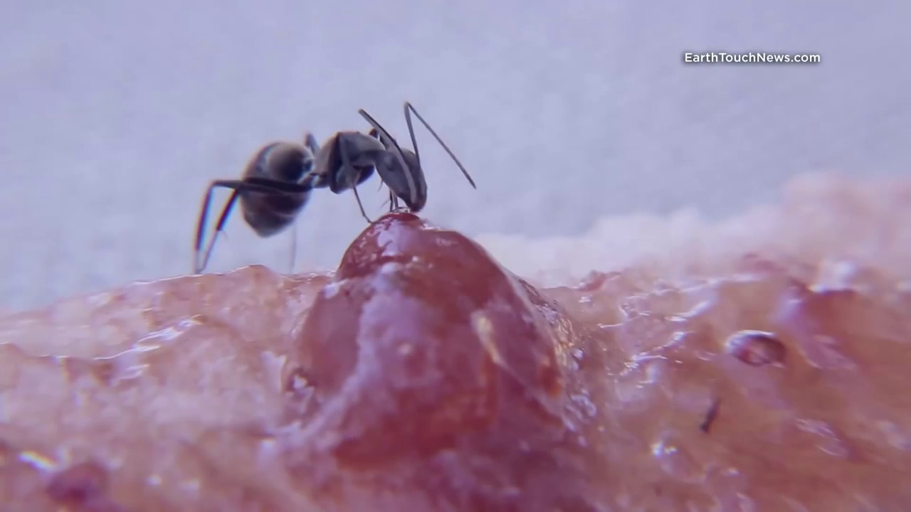 Ants Super Soldiers - YouTube