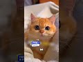 Как кошка чувствует тебя на самом деле 🐱🧠 #животные #милыеживотные