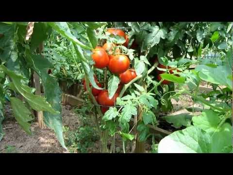 Видео: Care Of Homestead 24 Tomato – Научете за отглеждането на домати Homestead 24