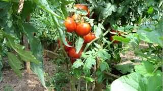 Tomato Plant Profile: The 'Homestead' Heirloom Tomato - TRG 2011