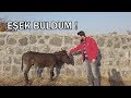 EŞEK BULDUM ! HEMDE AYAĞI KIRIK