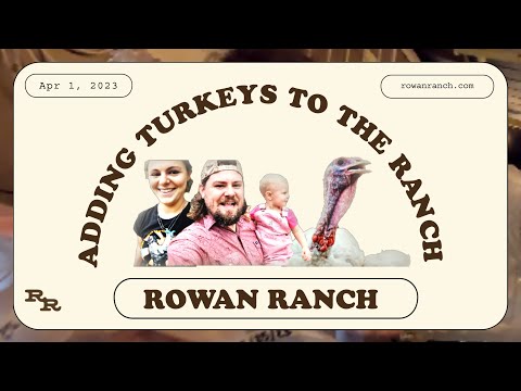 Getting Broad Breasted White Turkeys on the Ranch