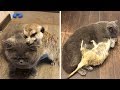 Meerkat And Cat Become Best Friends