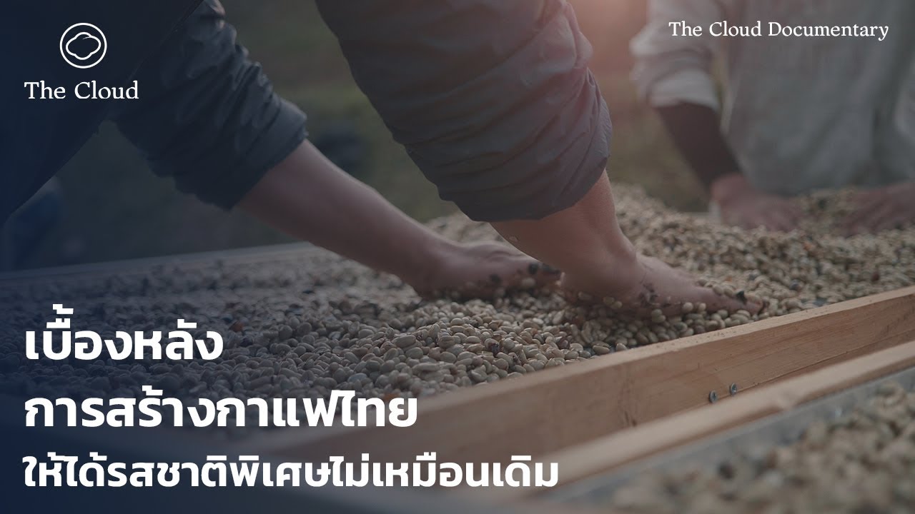 Special Process การสร้างรสใหม่ให้กาแฟไทยพันธุ์เดิมด้วยกระบวนการพิเศษ | Cloud Documentary | ข้อมูลที่มีรายละเอียดมากที่สุดทั้งหมดเกี่ยวกับการ บ่ม กาแฟ