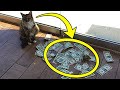 Cat brought a lot of money every day! People were shocked to learn where he got it from!