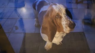Naughty Basset refuses to come inside