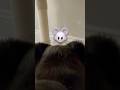 #cat #mouse #mickeymouse