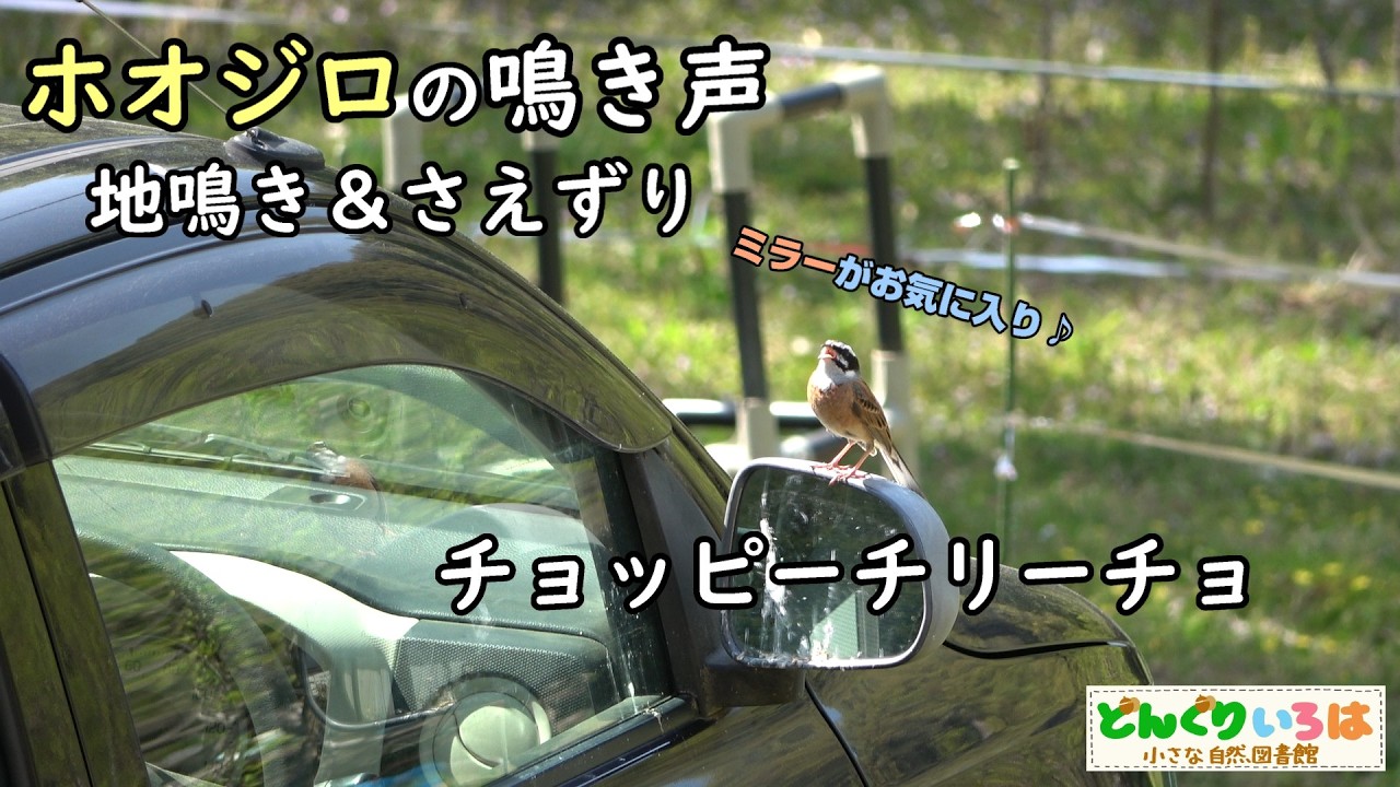 ホオジロの鳴き声【地鳴き＆さえずり】車のミラーがお気に入り♪